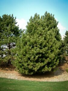 Сосна Чёрная (Pinus Nigra) купить по цене от 270.00р. в интернет-магазине «Посадика» с доставкой почтой в в Сергиев Посаде и по всей России – [изображение №1].