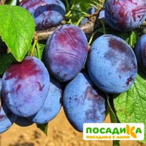 Слива Чачакская ранняя купить по цене от 229.00р. в интернет-магазине «Посадика» с доставкой почтой в в Сергиев Посаде и по всей России – [изображение №1].