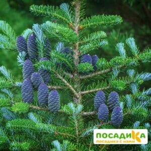 Пихта корейская (Abies koreana) купить по цене от 450.00р. в интернет-магазине «Посадика» с доставкой почтой в в Сергиев Посаде и по всей России – [изображение №1].