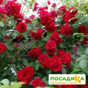 Роза плетистая Амадеус купить по цене от 399.00р. в интернет-магазине «Посадика» с доставкой почтой в в Сергиев Посаде и по всей России – [изображение №1].