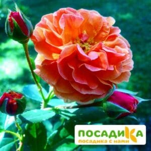 Роза Арабия купить по цене от 350.00р. в интернет-магазине «Посадика» с доставкой почтой в в Сергиев Посаде и по всей России – [изображение №1].