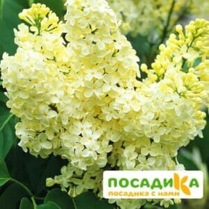 Сирень Примроуз (Primrose) купить по цене от 529.00р. в интернет-магазине «Посадика» с доставкой почтой в в Сергиев Посаде и по всей России – [изображение №1].