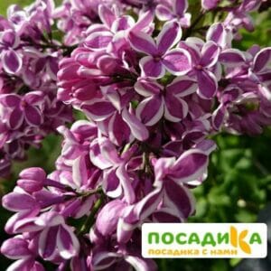 Сирень Сенсация купить по цене от 529.00р. в интернет-магазине «Посадика» с доставкой почтой в в Сергиев Посаде и по всей России – [изображение №1].