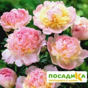 Пион Распберри Сандей (Paeonia Raspberry Sundae) купить по цене от 959р. в интернет-магазине «Посадика» с доставкой почтой в в Сергиев Посаде и по всей России – [изображение №1].