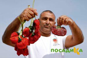 Клубника Гигант Джорнея купить по цене от 266р. в интернет-магазине «Посадика» с доставкой почтой в в Сергиев Посаде и по всей России – [изображение №1].
