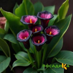 Калла Аура Лейс купить по цене от 400р. в интернет-магазине «Посадика» с доставкой почтой в в Сергиев Посаде и по всей России – [изображение №1].
