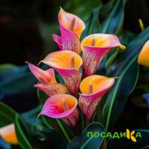Калла Оникс купить по цене от 450р. в интернет-магазине «Посадика» с доставкой почтой в в Сергиев Посаде и по всей России – [изображение №1].