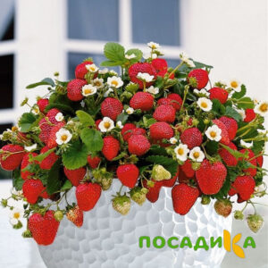 Клубника Рубиновый Шепот (горшечная) купить по цене от 240р. в интернет-магазине «Посадика» с доставкой почтой в в Сергиев Посаде и по всей России – [изображение №1].