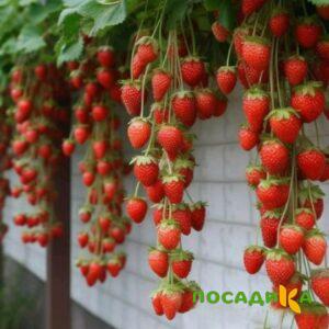 Клубника вьющаяся Комплимент купить по цене от 470р. в интернет-магазине «Посадика» с доставкой почтой в в Сергиев Посаде и по всей России – [изображение №1].