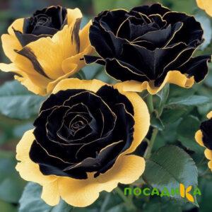 Роза Ханни Сикл купить по цене от 700р. в интернет-магазине «Посадика» с доставкой почтой в в Сергиев Посаде и по всей России – [изображение №1].