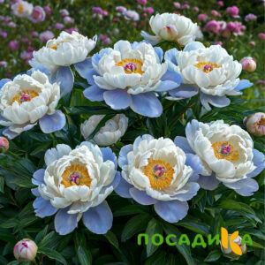 Пион акварельный Этюд купить по цене от 806р. в интернет-магазине «Посадика» с доставкой почтой в в Сергиев Посаде и по всей России – [изображение №1].