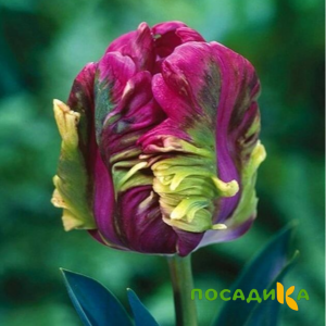 Тюльпан Экзотик Хэвен купить по цене от 186р. в интернет-магазине «Посадика» с доставкой почтой в в Сергиев Посаде и по всей России – [изображение №1].