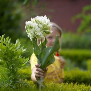 Тюльпан Супер Пэррот купить по цене от 360р. в интернет-магазине «Посадика» с доставкой почтой в в Сергиев Посаде и по всей России – [изображение №1].